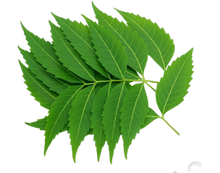 NEEM